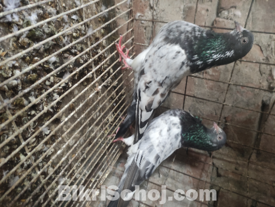 পাকিস্তানি কবুতর